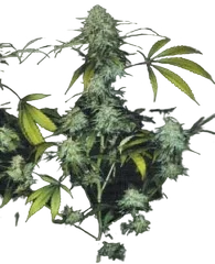 Bubble Gum