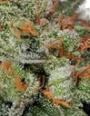 Bubble Gum Auto | AUTOFEM | T.H. Seeds