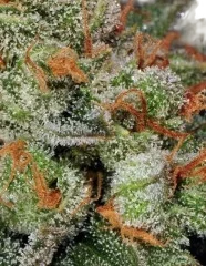 Bubble Gum Auto
