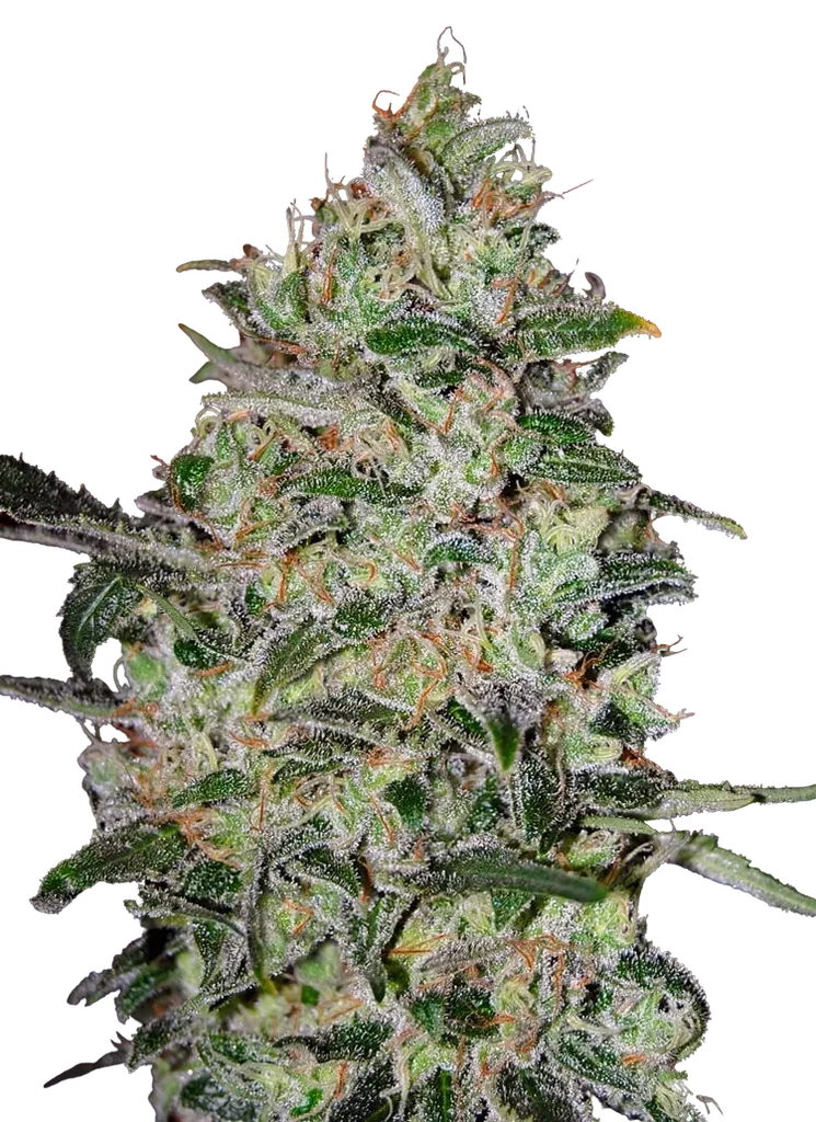 Bubble Gum FAST – Produktansicht
