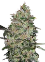 Bubble Gum FAST | PHOTOFEM | 00 Seeds