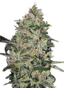 Bubble Gum FAST | PHOTOFEM | 00 Seeds