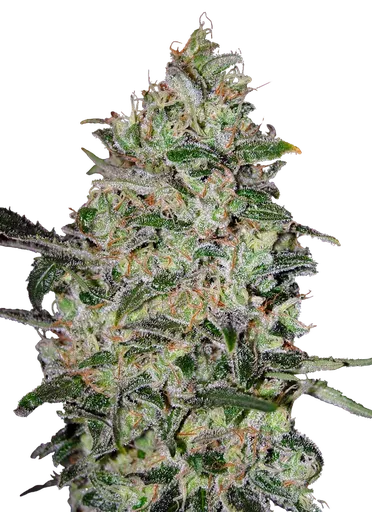 Bubble Gum FAST | PHOTOFEM | 00 Seeds