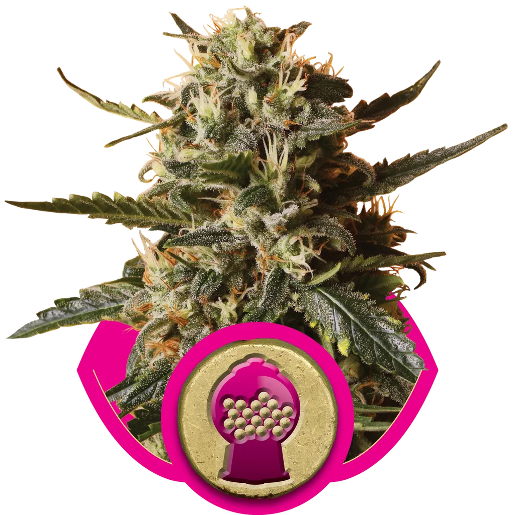 Bubblegum XL | PHOTOFEM | Royal Queen Seeds