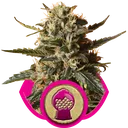 Bubblegum XL | PHOTOFEM | Royal Queen Seeds