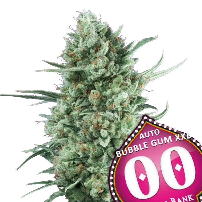 Bubble Gum XXL Auto | AUTOFEM | 00 Seeds