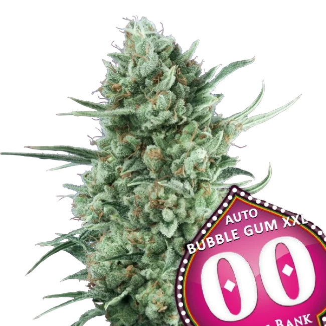 Bubble Gum XXL Auto | AUTOFEM | 00 Seeds