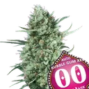 Bubble Gum XXL Auto | AUTOFEM | 00 Seeds