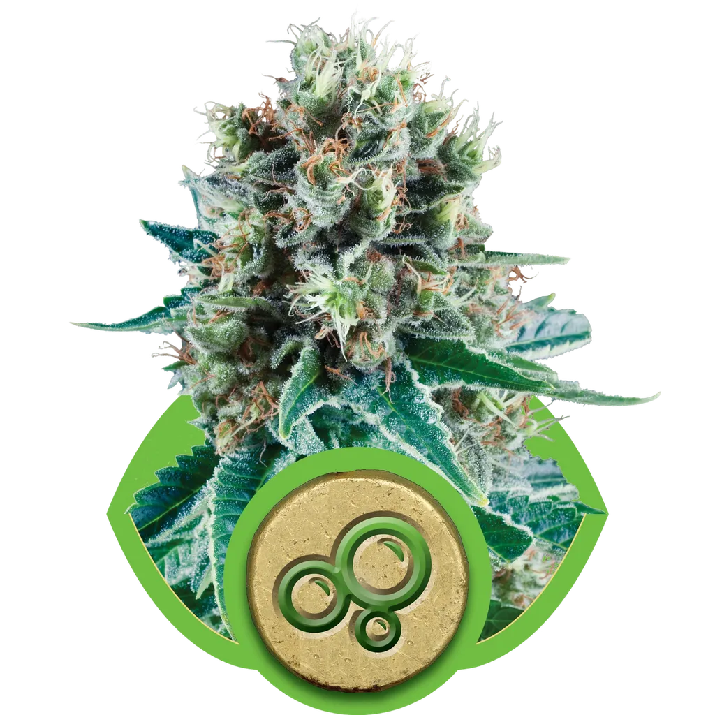 Bubble Kush Auto | AUTOFEM | Royal Queen Seeds