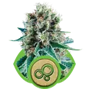 Bubble Kush Auto | AUTOFEM | Royal Queen Seeds
