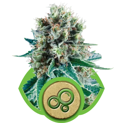 Bubble Kush Auto