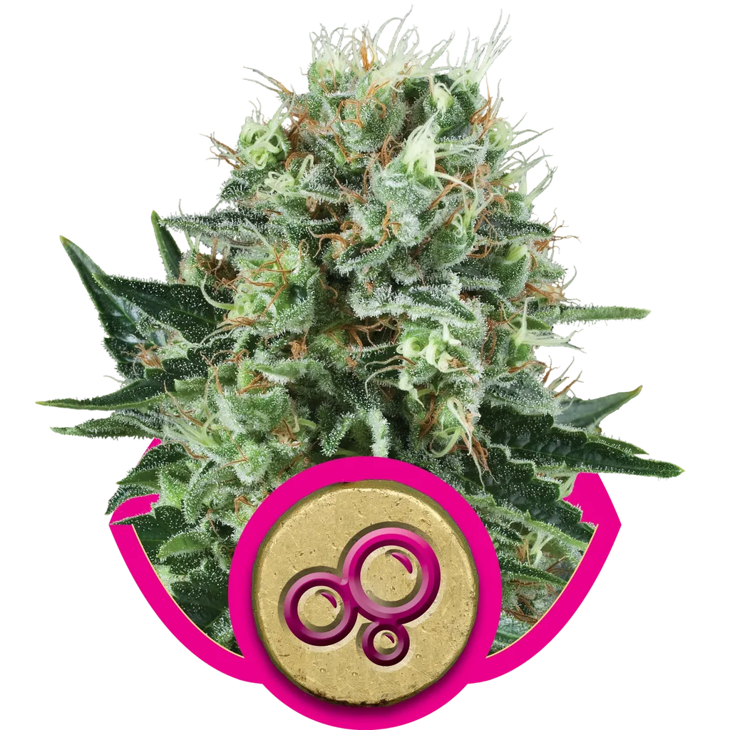 Bubble Kush | PHOTOFEM | Royal Queen Seeds