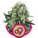 Bubble Kush | PHOTOFEM | Royal Queen Seeds