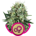 Bubble Kush | PHOTOFEM | Royal Queen Seeds