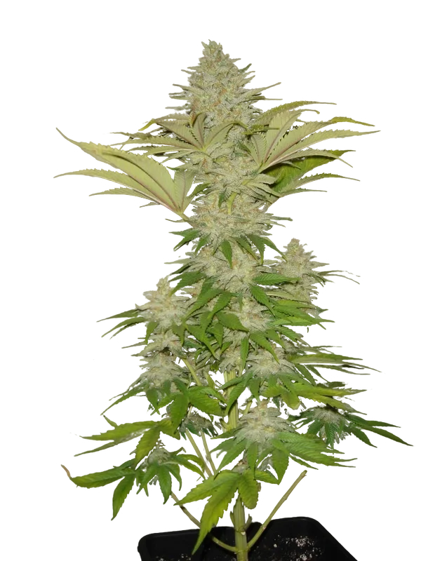 Bubblicious | PHOTOFEM | Resin Seeds