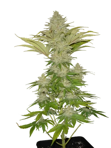 Bubblicious