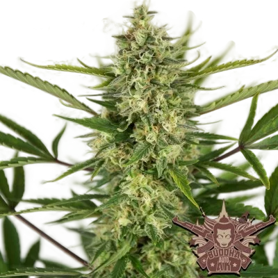 Buddha Classics AK Auto | AUTOFEM | Buddha Seeds