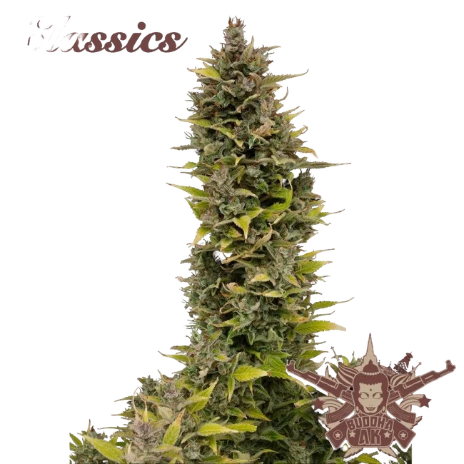 Buddha Classics AK | PHOTOFEM | Buddha Seeds
