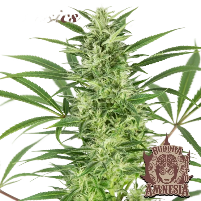 Buddha Classics Amnesia Auto | AUTOFEM | Buddha Seeds