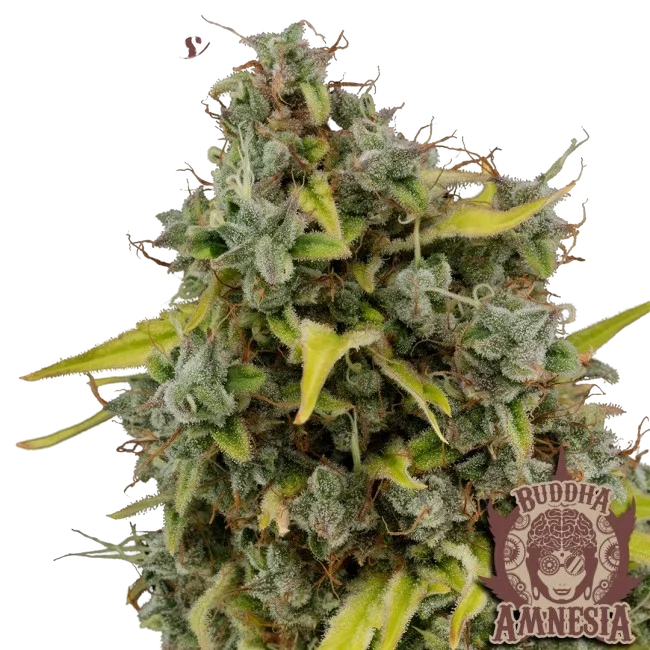 Buddha Classics Amnesia | PHOTOFEM | Buddha Seeds