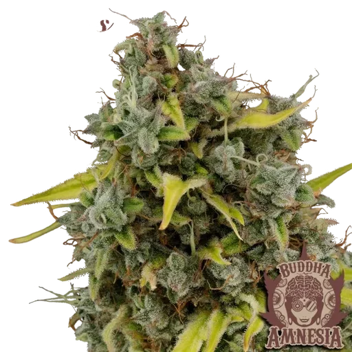 Buddha Classics Amnesia