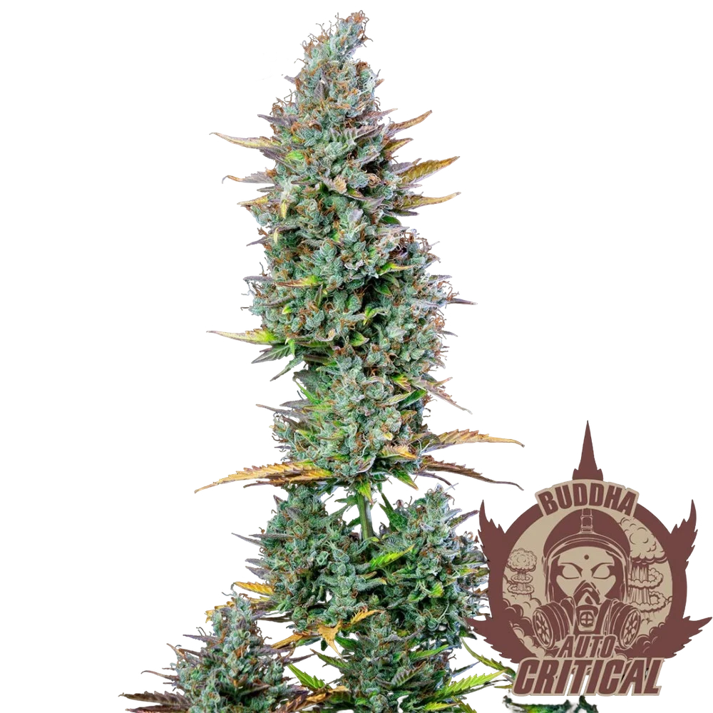Buddha Classics Critical Auto | AUTOFEM | Buddha Seeds