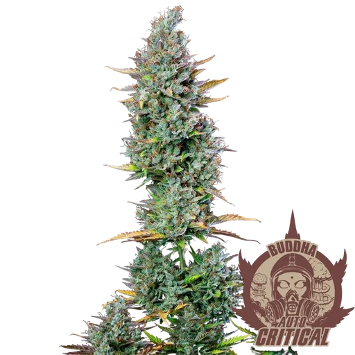 Buddha Classics Critical Auto