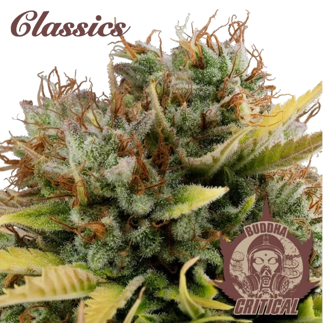 Buddha Classics Critical | PHOTOFEM | Buddha Seeds