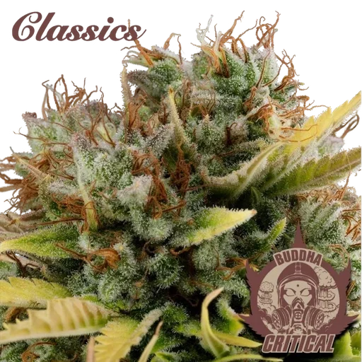 Buddha Classics Critical