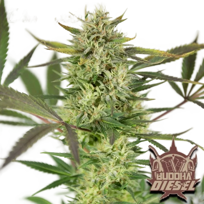 Buddha Classics Diesel | PHOTOFEM | Buddha Seeds