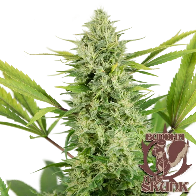 Buddha Classics Skunk Auto | AUTOFEM | Buddha Seeds