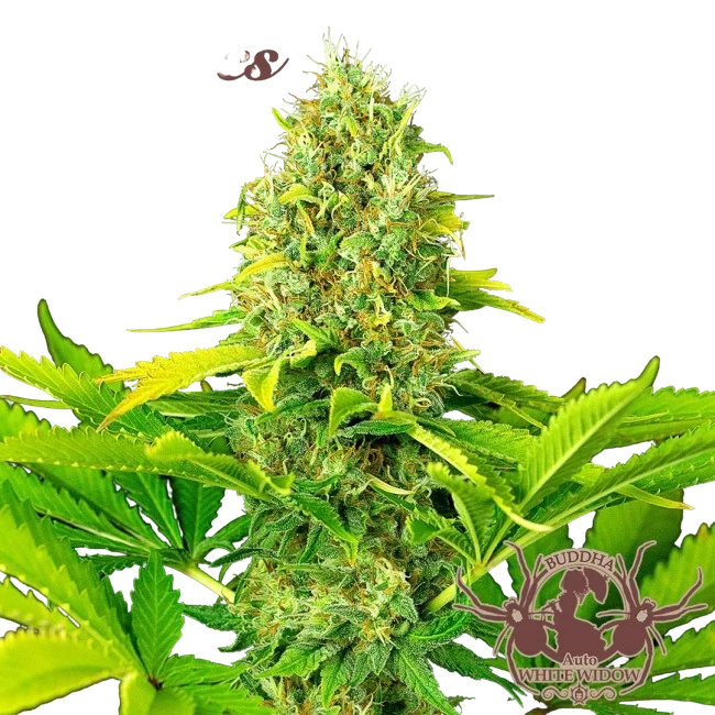 Buddha Classics White Widow Auto | AUTOFEM | Buddha Seeds