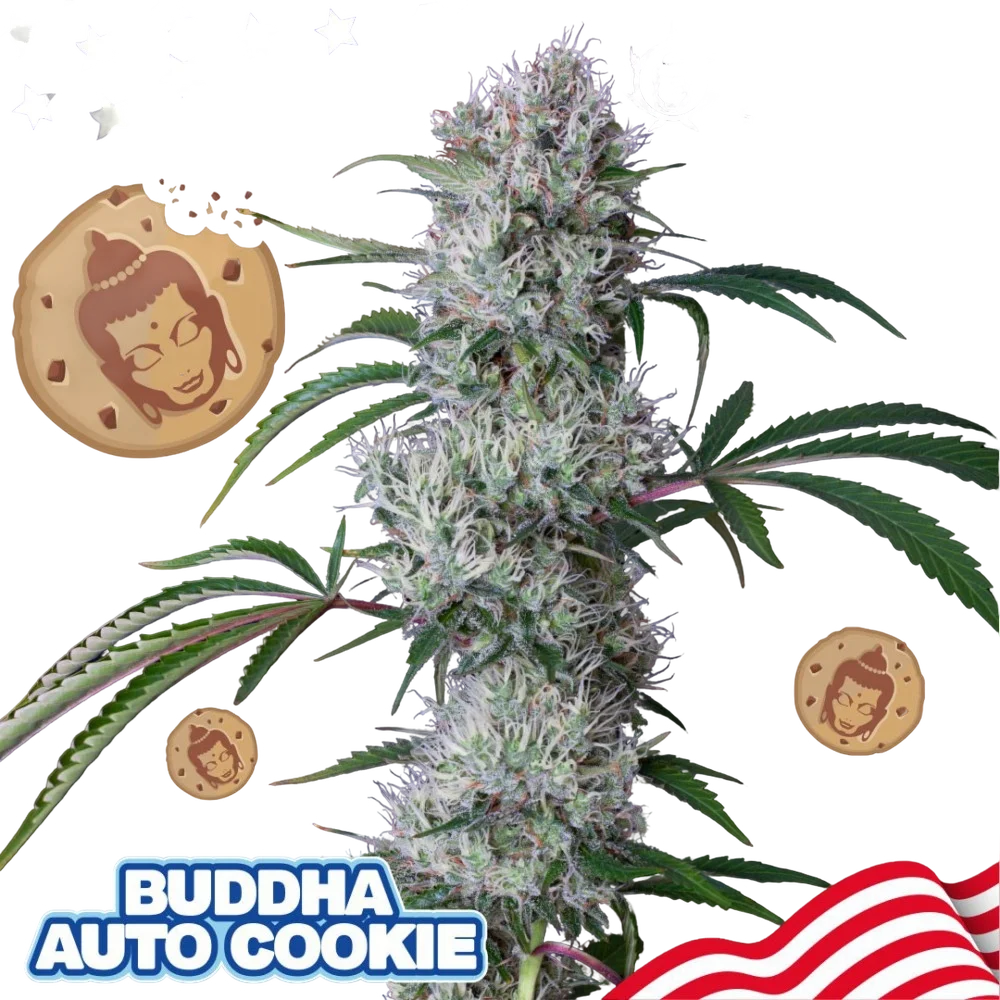 Buddha Cookie Auto | AUTOFEM | Buddha Seeds