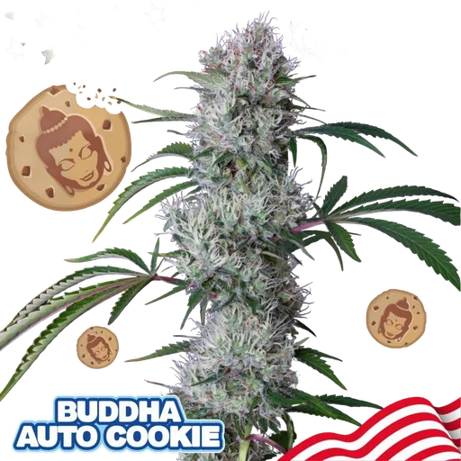 Buddha Cookie Auto