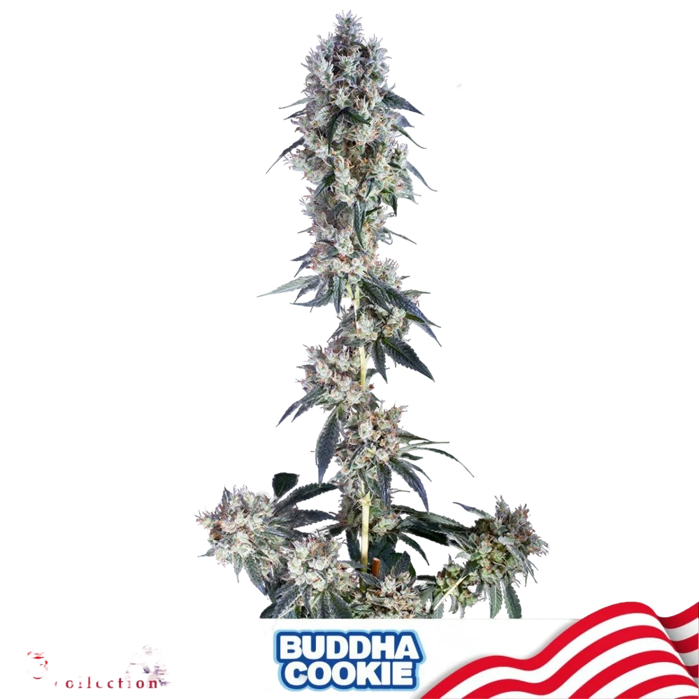 Buddha Cookie | PHOTOFEM | Buddha Seeds