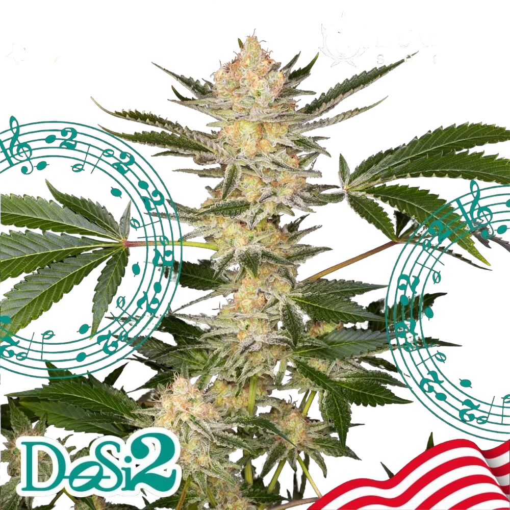 Buddha DoSi2 | PHOTOFEM | Buddha Seeds