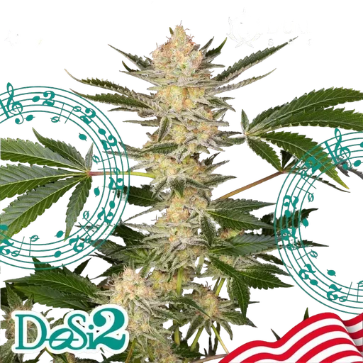 Buddha DoSi2