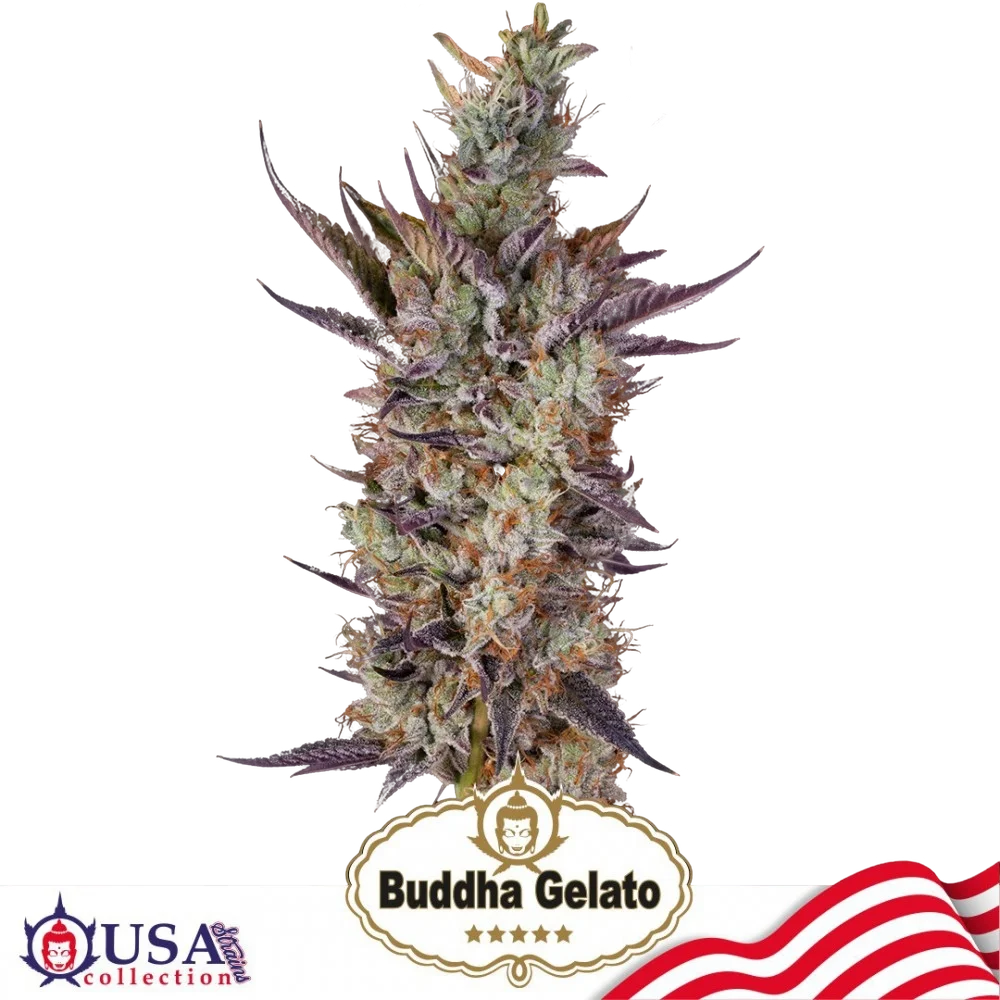 Buddha Gelato | PHOTOFEM | Buddha Seeds