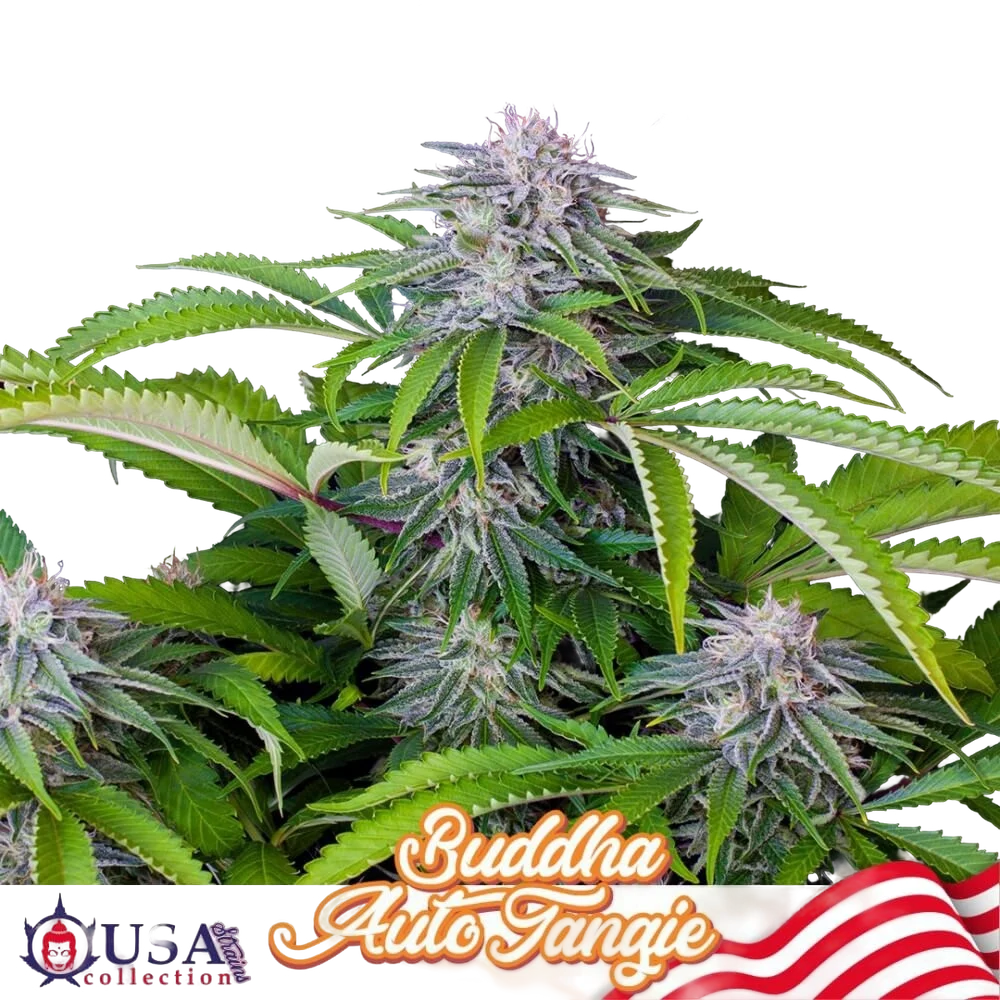 Buddha Tangie Auto | AUTOFEM | Buddha Seeds
