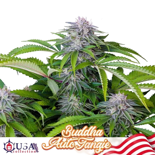 Buddha Tangie Auto