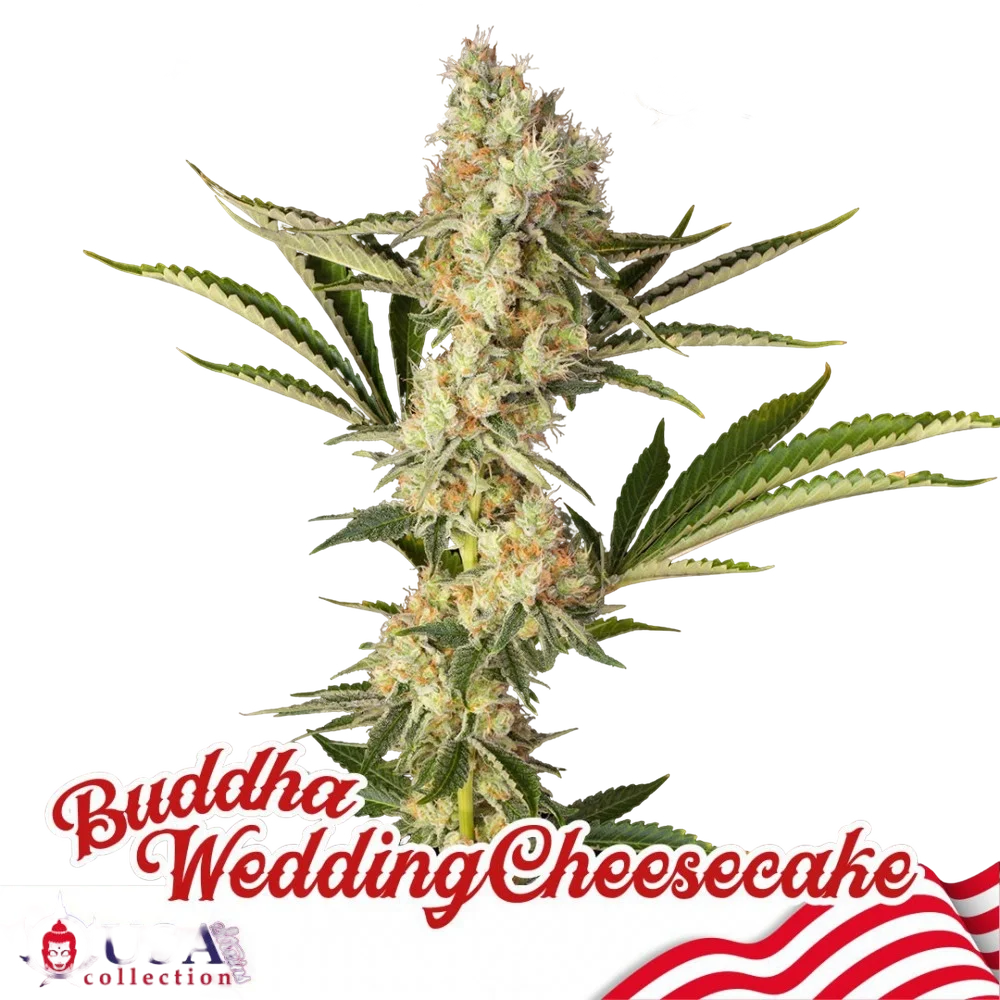 Buddha Wedding Cheesecake | PHOTOFEM | Buddha Seeds