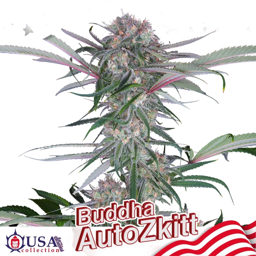 Buddha Zkittlez Auto | AUTOFEM | Buddha Seeds