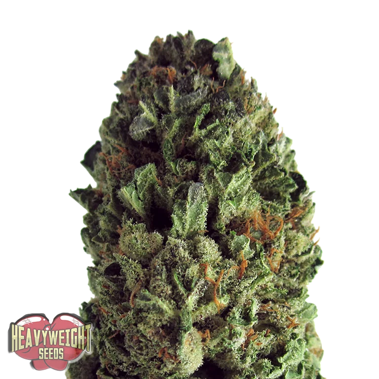 Budzilla | PHOTOFEM | Heavyweight Seeds