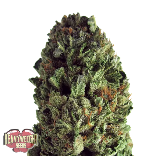 Budzilla