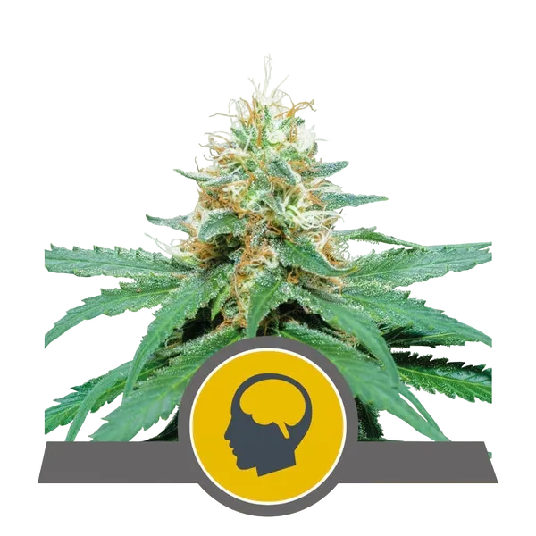 Amnesia Haze | PHOTOREG | Royal Queen Seeds