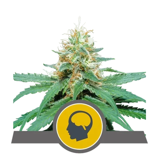 Amnesia Haze
