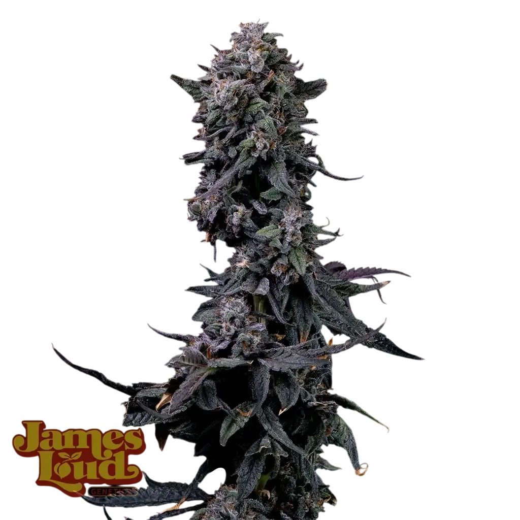 Bumpboxx Kush | PHOTOFEM | James Loud Genetics