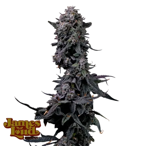 Bumpboxx Kush