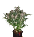 C4 Auto | AUTOFEM | Fast Buds