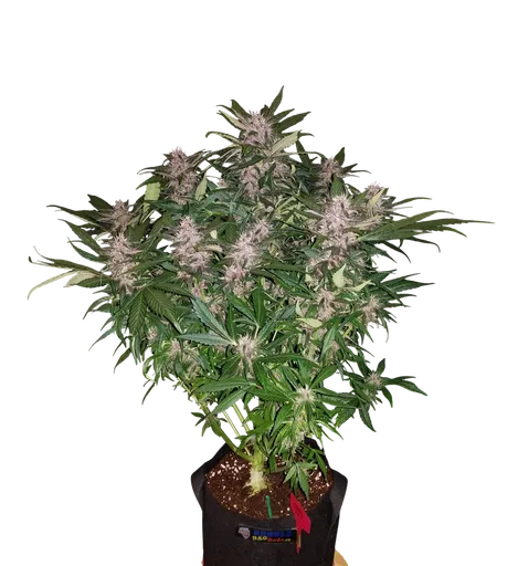 C4 Auto